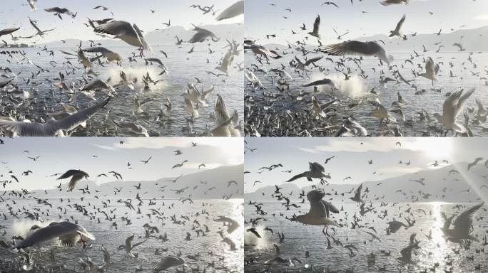 滇池海鸥季