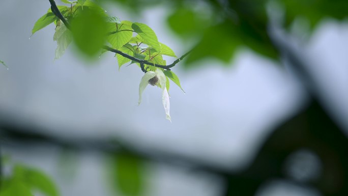 珍稀植物珙桐树开花鸽子花鸽子树