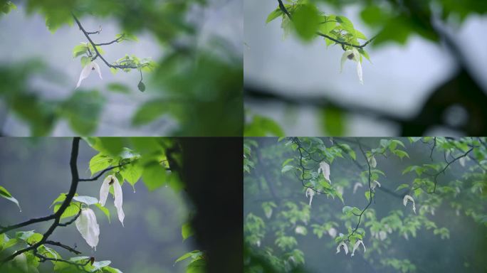 珍稀植物珙桐树开花鸽子花鸽子树