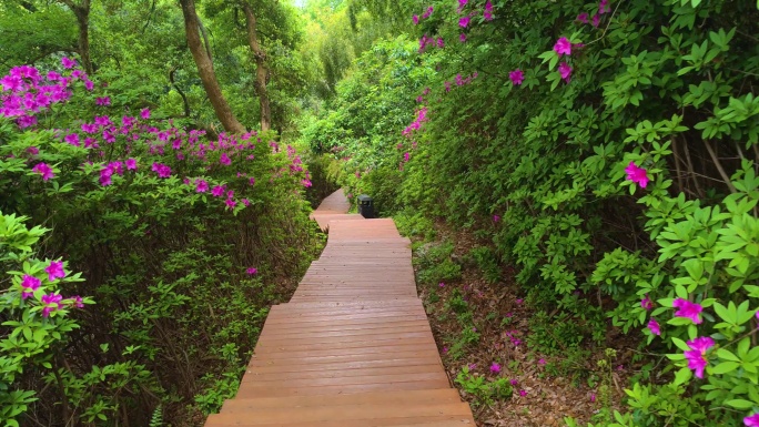 湖北武汉东湖磨山景区杜鹃花盛开