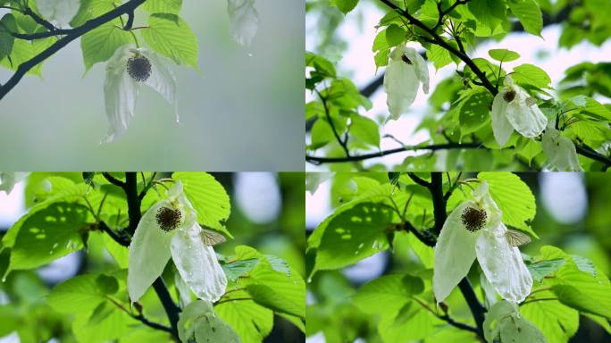 珍稀植物珙桐树开花鸽子花鸽子树