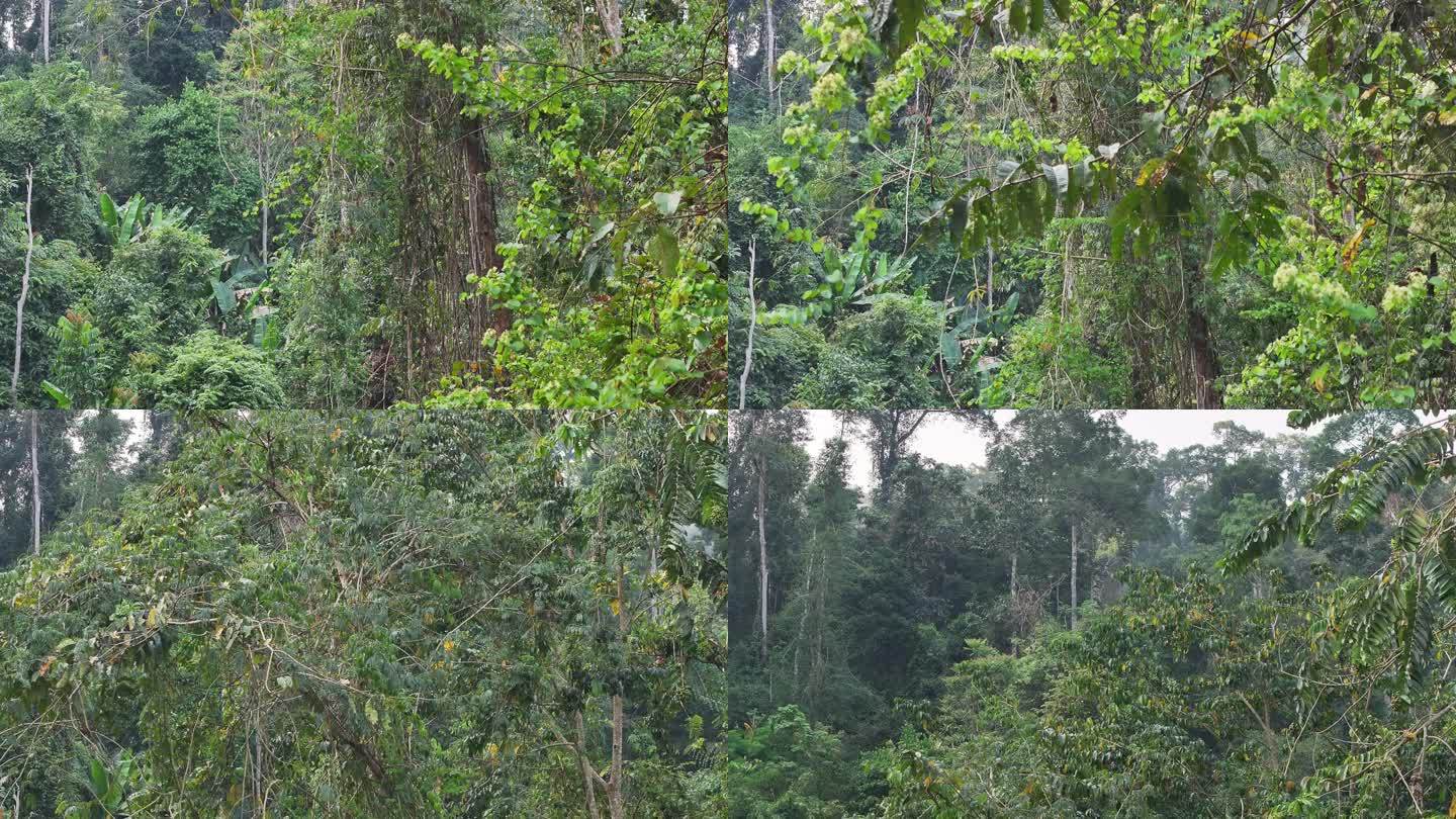 4K-Log-航拍云南热带雨林，望天树