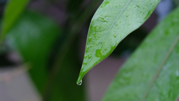 谷雨 下雨天