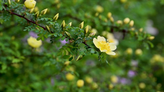春天盛开的一朵黄刺玫花