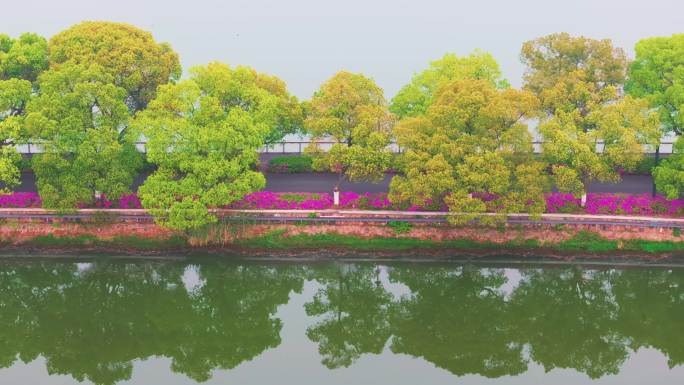 湖北武汉东湖磨山景区杜鹃花盛开