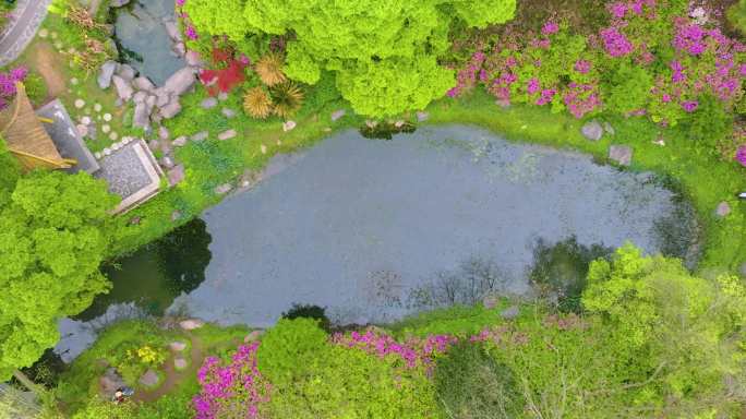 湖北武汉东湖磨山景区杜鹃花盛开