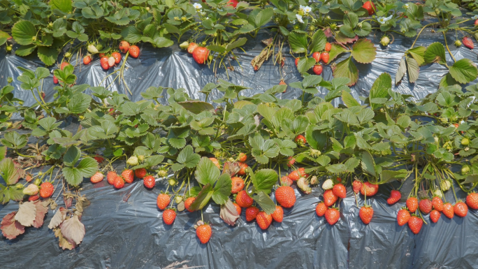 【4k原创合集】有机草莓种植大棚