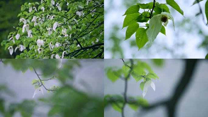 珍稀植物珙桐树开花鸽子花鸽子树