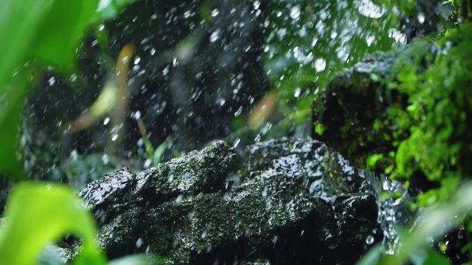 谷雨清明的雨滴