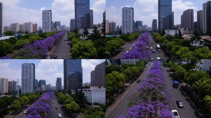 昆明北京路的蓝花楹景观