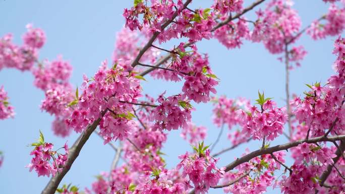 【镜头合集】武汉东湖樱花园粉色樱花