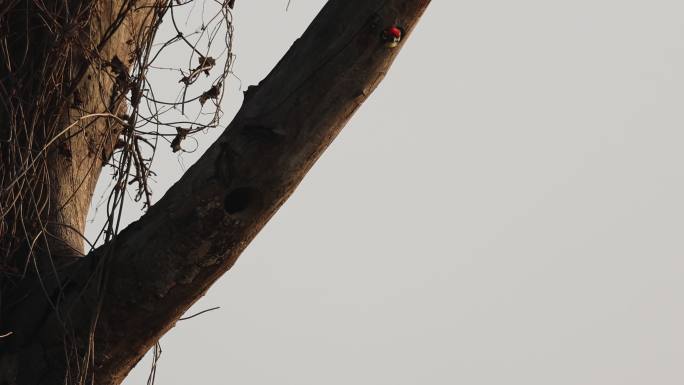 赤胸拟啄木鸟在树巢外探头探脑