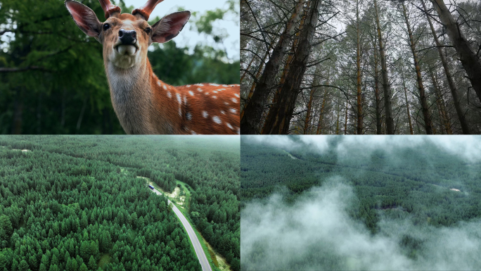 森林雨林雨天树林大自然环境