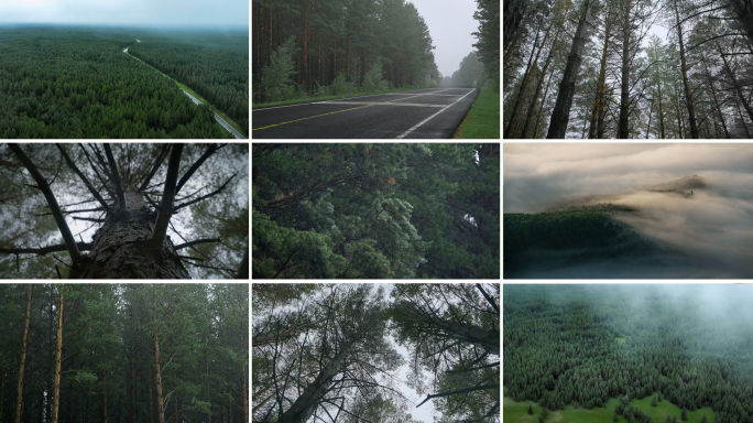 森林雨林雨天树林大自然环境