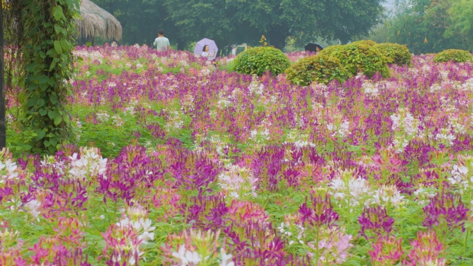 厦门市园博苑蝴蝶花海