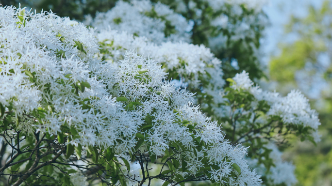 流苏花泉城公园流苏4K