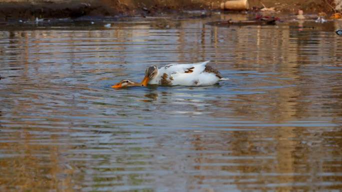 鸭子 觅食游水002
