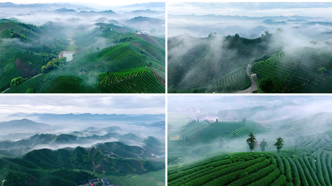 航拍云雾缭绕的茶园
