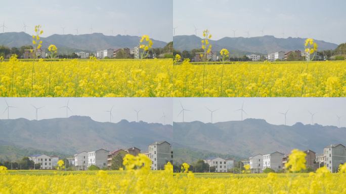 【镜头合集】乡村田园油菜花随风摇曳空镜头