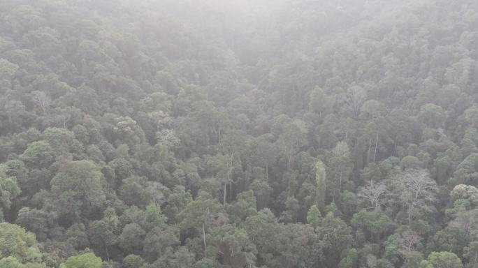 4K-Log-航拍热带雨林西双版纳望天树