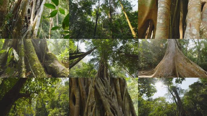 热带雨林千年树丛林大树