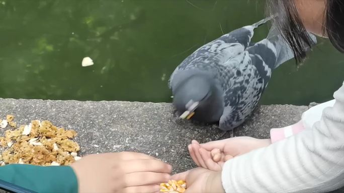 假期苏州园林游客喂鸽子