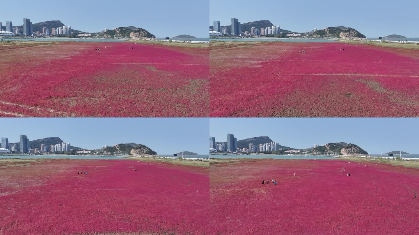 鸥鹭海边飞翔 红海滩 碱蓬草 29