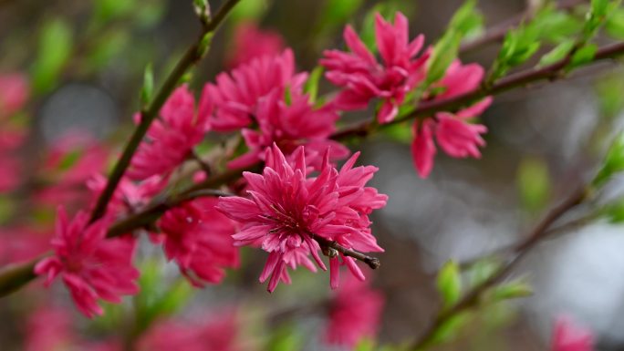 春天盛开的红色多瓣菊花桃花