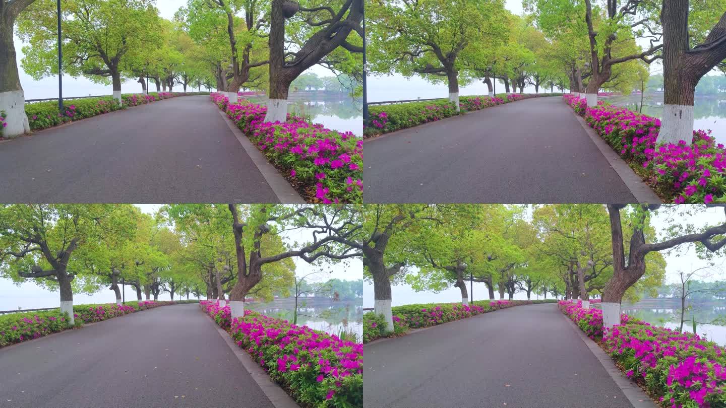 湖北武汉东湖磨山景区杜鹃花盛开