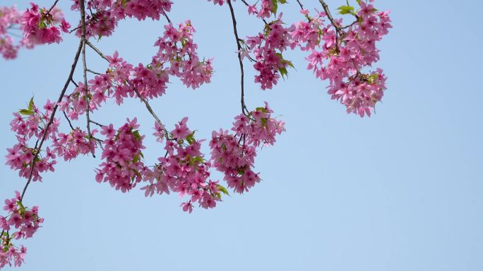 【4k合集】武汉东湖樱花园樱花