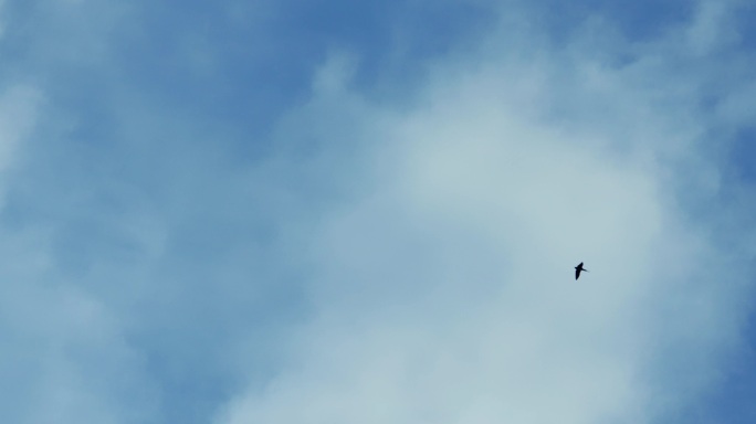 仰拍燕子 燕子在天空飞翔 升格拍摄