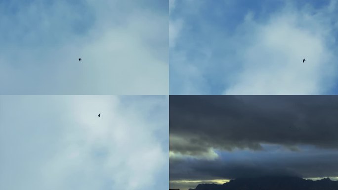仰拍燕子 燕子在天空飞翔 升格拍摄