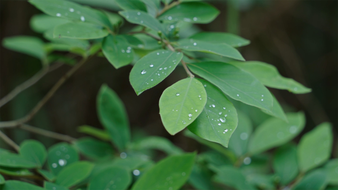 春天清晨露水植物绿芽