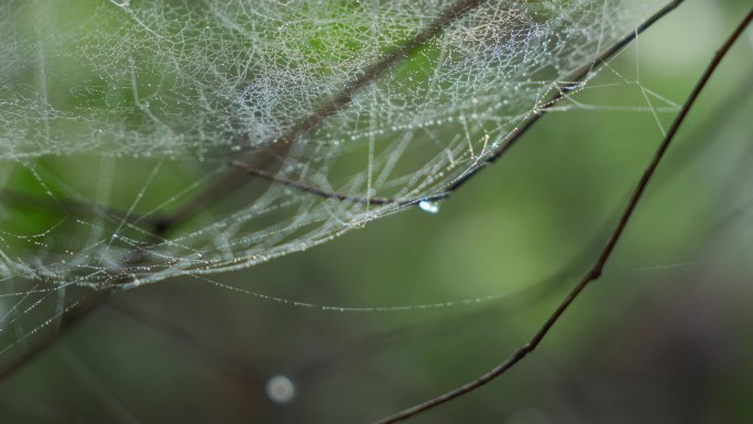 下雨天蜘蛛网