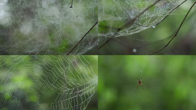下雨天蜘蛛网