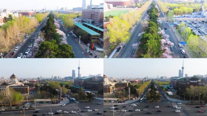 长春新民大街春季花开