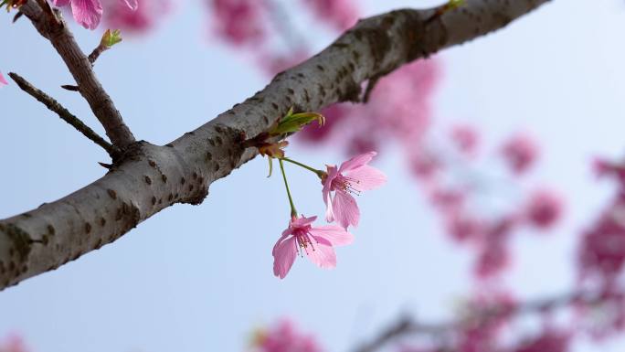 【4k合集】武汉东湖樱花园五重塔白色樱花