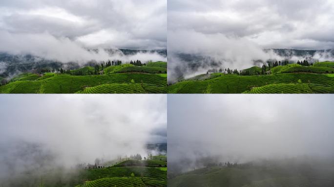 湖北恩施鹤峰木耳山茶园延时