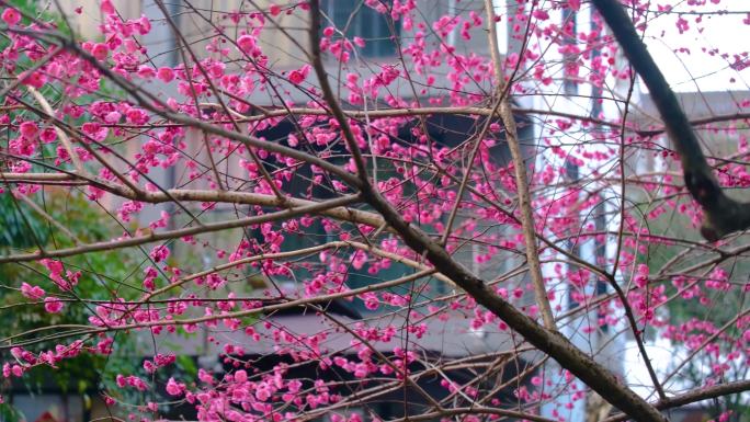 植物园公园梅花花朵开花春天风景视频素材9