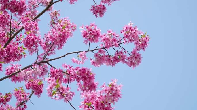 【4k合集】武汉东湖樱花园五重塔白色樱花