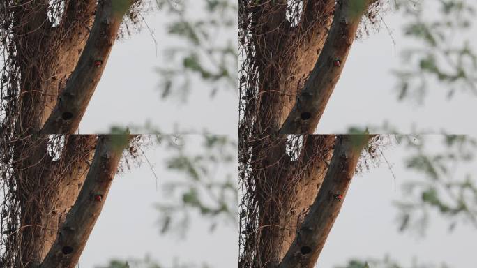 赤胸拟啄木鸟从树洞中探出头
