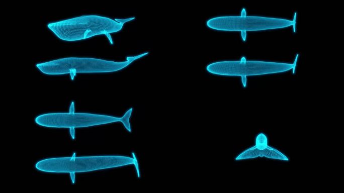 4K蓝色科技全息粒子鲸鱼带透明通道视频