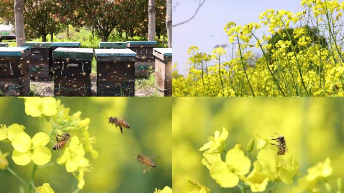 蜜蜂采花采蜜油菜花养蜂蜂场