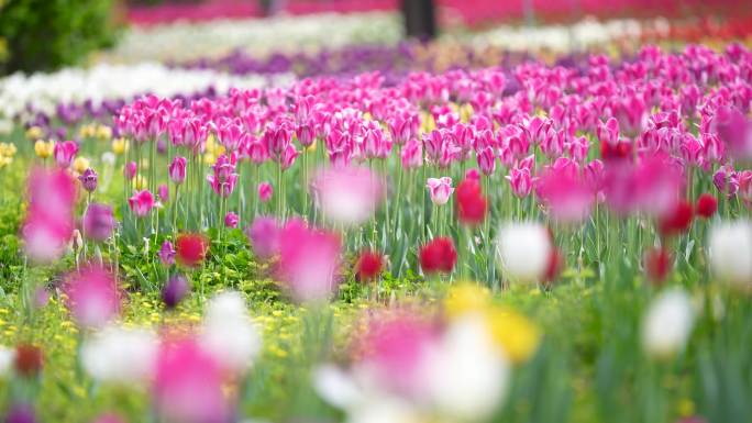 郁金香花海公园郁金香 拍照人群 美女拍照