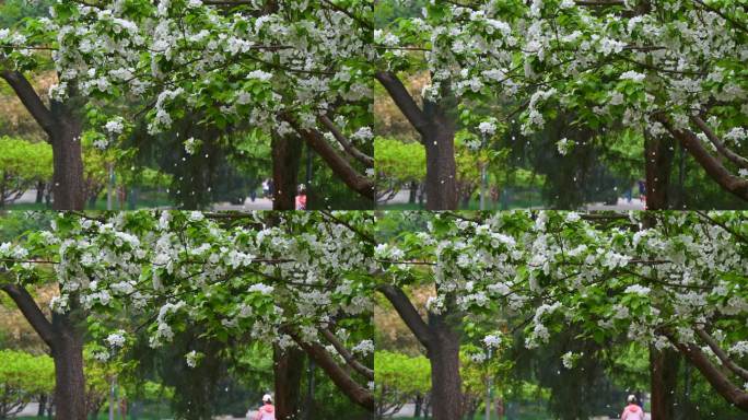 春天白色海棠花花瓣凋落