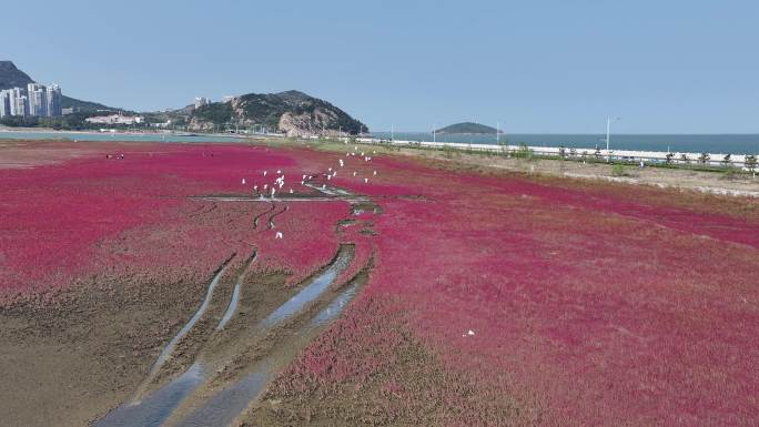 鸥鹭海边飞翔 红海滩 碱蓬草 28