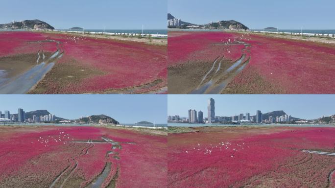 鸥鹭海边飞翔 红海滩 碱蓬草 28