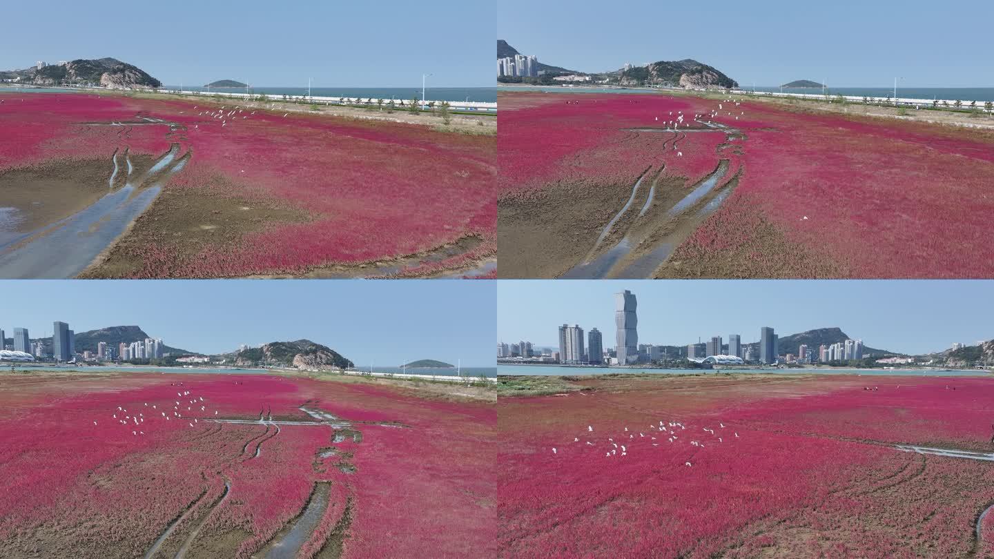 鸥鹭海边飞翔 红海滩 碱蓬草 28