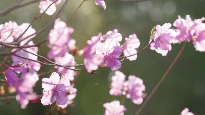 杜鹃花迎红杜鹃阳光下沈阳世博园