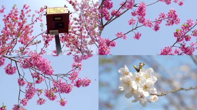 【4k合集】武汉东湖樱花园粉色樱花
